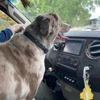 Top Dog Grooming - Moose after - Pet Groomers Near Me - Middleton, Idaho Top Dog Grooming - Moose after - Pet Groomers Near Me - Middleton, Idaho