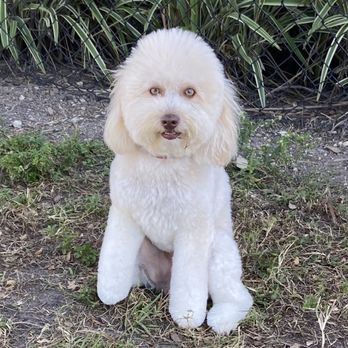 Shandra's Pet Salon - Pet Groomers Near Me - Naples, Florida