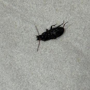 Days Inn by Wyndham Covington - I don't have a pet roach. - Hotels Near Me - Covington, Tennessee Days Inn by Wyndham Covington - I don't have a pet roach. - Hotels Near Me - Covington, Tennessee