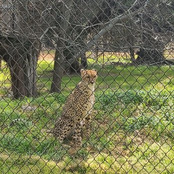 Fossil Rim Wildlife Center - Zoos Near Me - Glen Rose, Texas Fossil Rim Wildlife Center - Zoos Near Me - Glen Rose, Texas