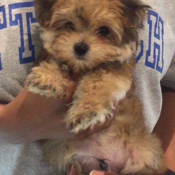 tea cups puppies and boutique