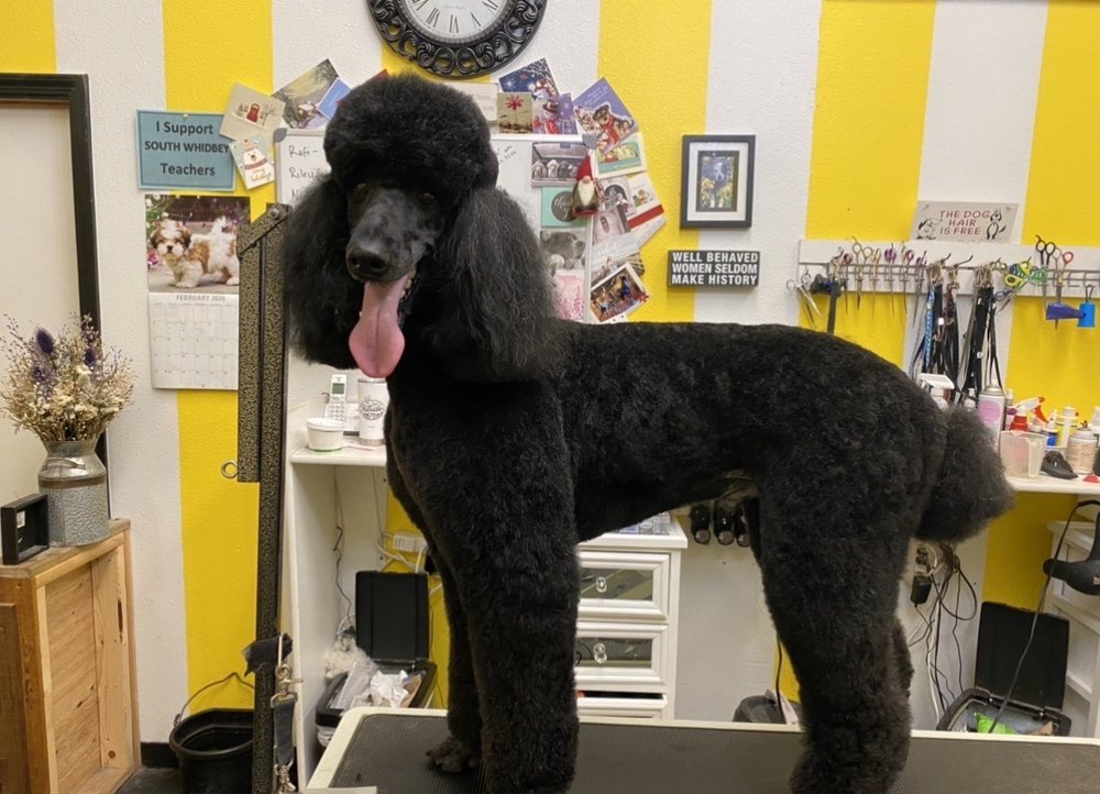 Urban Tails Grooming Image