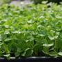 MicrogreensLA