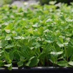 MicrogreensLA