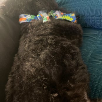 Fur Babes Spa - Pet Groomers Near Me - Long Beach, California Fur Babes Spa - Pet Groomers Near Me - Long Beach, California