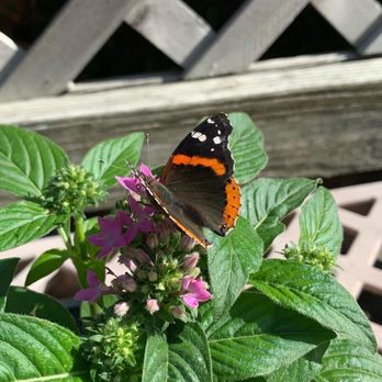 Tom's Thumb by Cornelius Nursery - Butterfly on penta - Nurseries & Gardening Near Me - Galveston, Texas Tom's Thumb by Cornelius Nursery - Butterfly on penta - Nurseries & Gardening Near Me - Galveston, Texas