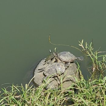 Jardin Botanico - Turtle Turtle - Botanical Gardens Near Me - San Juan, Puerto Rico Jardin Botanico - Turtle Turtle - Botanical Gardens Near Me - San Juan, Puerto Rico
