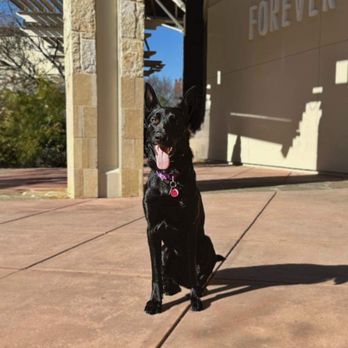 Tandem Canines Pet Resort - Sammi 1st public training session at La Cantera - Pet Training Near Me - San Antonio, Texas Tandem Canines Pet Resort - Sammi 1st public training session at La Cantera - Pet Training Near Me - San Antonio, Texas