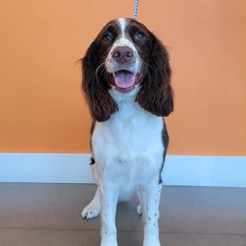 Petbar Alliance - Pet Groomers Near Me - Fort Worth, Texas Petbar Alliance - Pet Groomers Near Me - Fort Worth, Texas