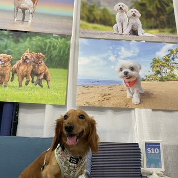 Hawaii Pet Expo - Festivals Near Me - Honolulu, Hawaii Hawaii Pet Expo - Festivals Near Me - Honolulu, Hawaii