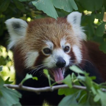 Tiergarten Schönbrunn - Red panda - Zoos Near Me - Vienna, 9