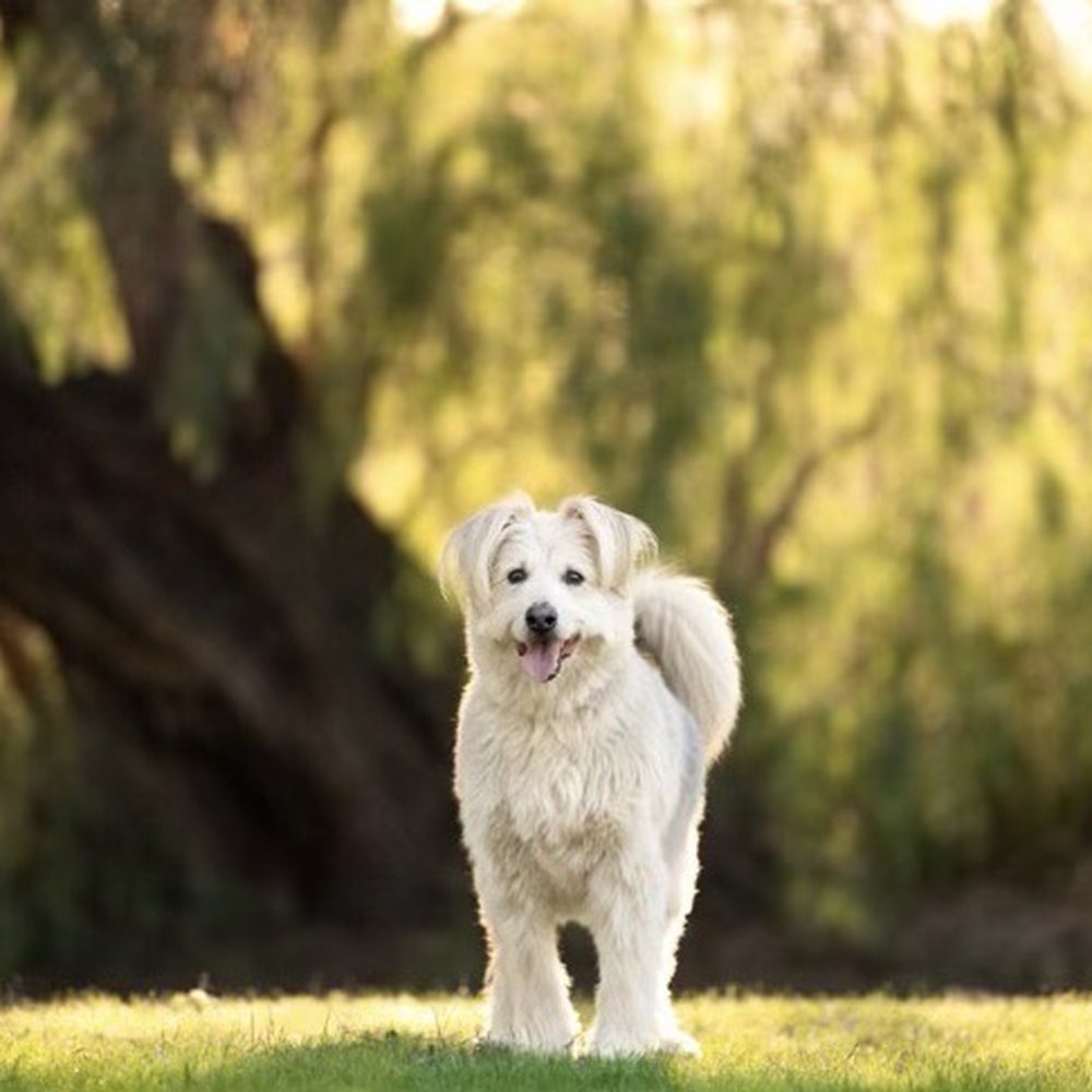 BMAC Pet Photography - Beautiful background and pose! - Pet Photography Near Me BMAC Pet Photography - Beautiful background and pose! - Pet Photography Near Me