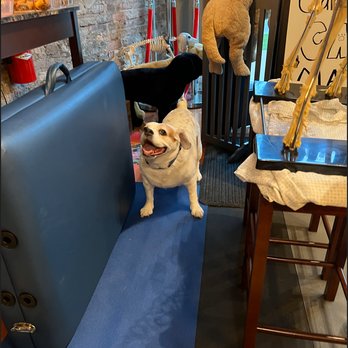K9 Therapy Massage - Happy Annie at the K9 Therapy Massage office - Holistic Animal Care Near Me - Villa Park, Illinois K9 Therapy Massage - Happy Annie at the K9 Therapy Massage office - Holistic Animal Care Near Me - Villa Park, Illinois