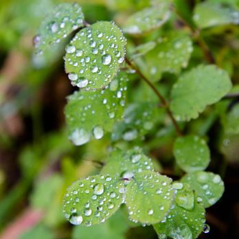 Big Canyon Park - water droplets - Parks Near Me - San Carlos, California Big Canyon Park - water droplets - Parks Near Me - San Carlos, California