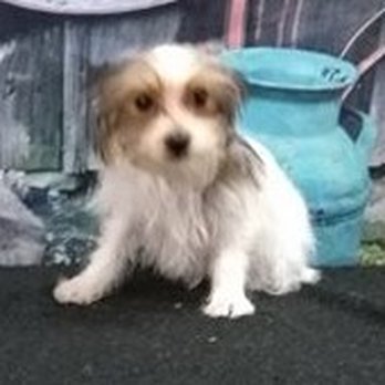 Sherman Yorkies In Texas - Jason  DOB 9/29/17  1200.00 SOLD - Pet Breeders Near Me - Pickton, Texas