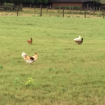 Southern Rose Ranch Bed & Breakfast - More chickens - Bed & Breakfast Near Me - Chappell Hill, Texas Southern Rose Ranch Bed & Breakfast - More chickens - Bed & Breakfast Near Me - Chappell Hill, Texas