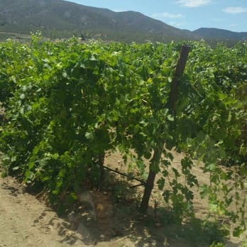 Emerald Creek Winery - We got to try some grapes. So sweet - Venues & Event Spaces Near Me - Warner Springs, California Emerald Creek Winery - We got to try some grapes. So sweet - Venues & Event Spaces Near Me - Warner Springs, California