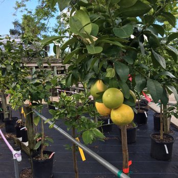 Rockledge Gardens - Nurseries & Gardening Near Me - Rockledge, Florida