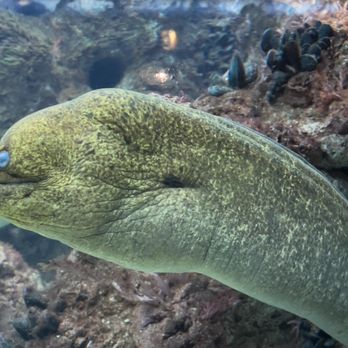Shedd Aquarium - Moray eel - Aquariums Near Me - Chicago, Illinois