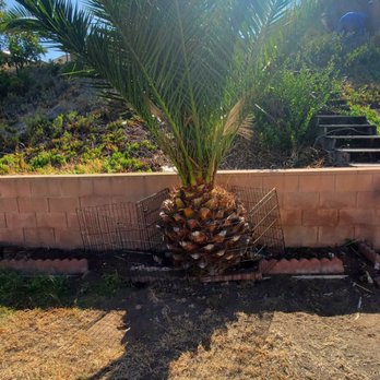 TC Environmental Service - Beautiful palm tree that was up against my retaining wall. So it had to go - Tree Services Near Me - San Diego, California