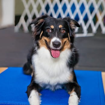 Ruffgers Dog University - Puppy Classes - Pet Training Near Me - Naples, Florida Ruffgers Dog University - Puppy Classes - Pet Training Near Me - Naples, Florida