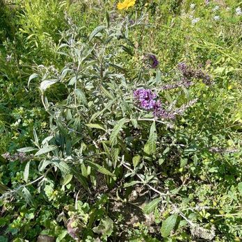 Lowe's Home Improvement - Butterfly Bush BUZZ Magenta Imp $10.50 regularly $20.98 - Hardware Stores Near Me - Hawthorne, California