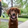 Photo of Dan's Dog Walking and Pet Sitting