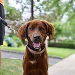 Dan's Dog Walking and Pet Sitting