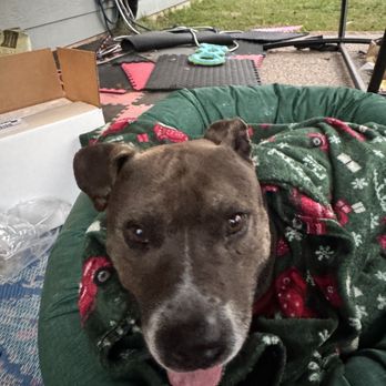 Hollywood Feed - This is Frankie and his new home and his new blanket! He's never been loved before, but he will from now on! - Pet Stores Near Me - The Woodlands, Texas Hollywood Feed - This is Frankie and his new home and his new blanket! He's never been loved before, but he will from now on! - Pet Stores Near Me - The Woodlands, Texas