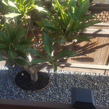 Campos Landscaping - New red plumeria. - Landscaping Near Me Campos Landscaping - New red plumeria. - Landscaping Near Me