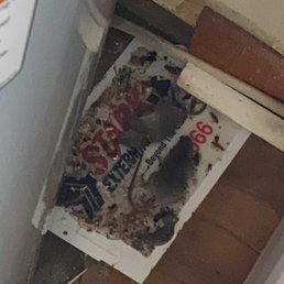 Dead mice and roaches Dead mice and roaches
