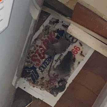 H2 Real Estate - Dead mice and roaches - Property Management Near Me - Birmingham, Alabama H2 Real Estate - Dead mice and roaches - Property Management Near Me - Birmingham, Alabama