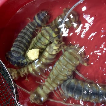 廟街夜市 - huge shrimp - Landmarks & Historical Buildings Near Me - Hong Kong, HK