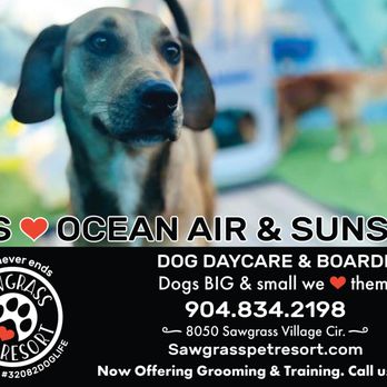 Sawgrass Pet Resort - Pet Training Near Me - Ponte Vedra Beach, Florida Sawgrass Pet Resort - Pet Training Near Me - Ponte Vedra Beach, Florida