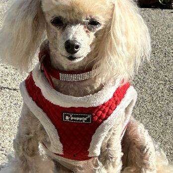 Tri-City Veterinary Clinic - Ginger - Veterinarians Near Me - Vista, California Tri-City Veterinary Clinic - Ginger - Veterinarians Near Me - Vista, California