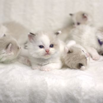 Romantic Ragdolls - Pet Breeders Near Me - Queen Creek, Arizona Romantic Ragdolls - Pet Breeders Near Me - Queen Creek, Arizona