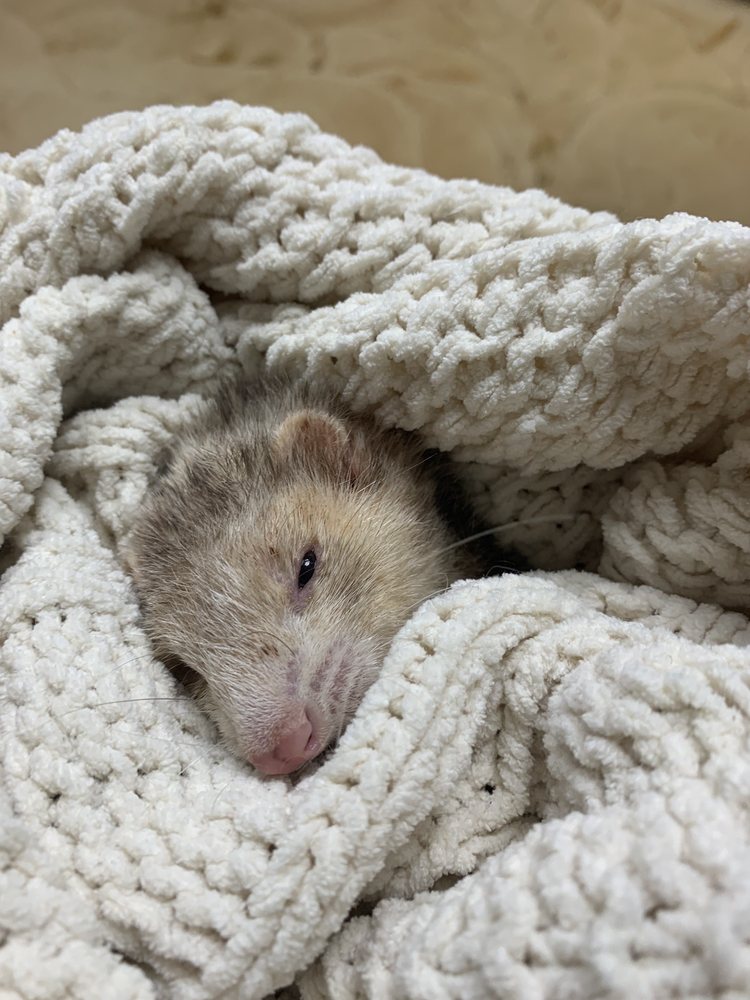 HOBART ANIMAL CLINIC Updated September 2024 49 Photos & 89 Reviews