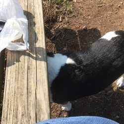 Red Bank Dog Park - My dog not playing at the dog park