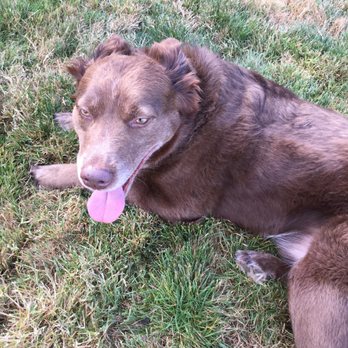 Cooper Mountain Kennel - My dog is clearly happy!!! - Pet Groomers Near Me - Beaverton, Oregon