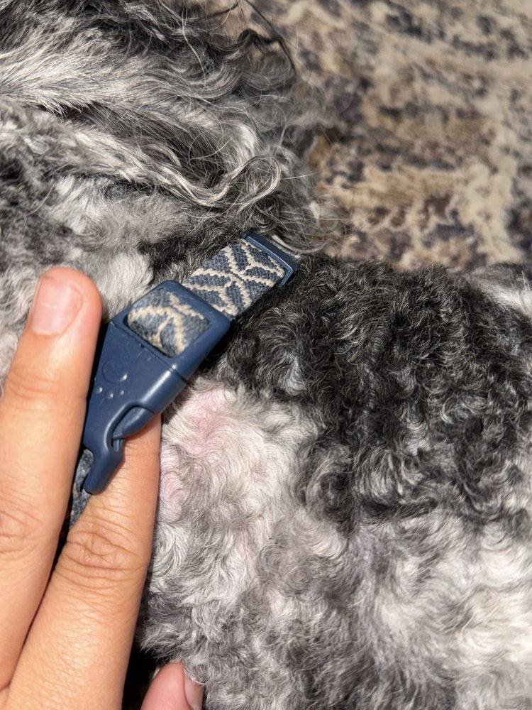 SCRUFF TO BUFF DOG GROOMING - Updated June 2026 - 10 Photos & 11 ...