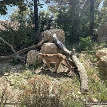 Orange County Zoo - Mountain Lion - Zoos Near Me - Orange, California Orange County Zoo - Mountain Lion - Zoos Near Me - Orange, California