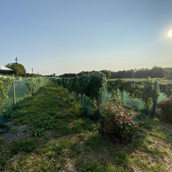 Magnanini Winery - Vineyards - Wine Tasting Room Near Me - Wallkill, New York Magnanini Winery - Vineyards - Wine Tasting Room Near Me - Wallkill, New York