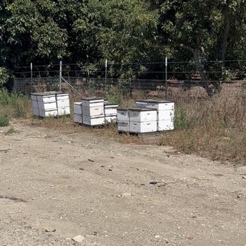 The Sunburst - Bees! Dont worry, they didn't bother us. - Bike tours Near Me - Santa Paula, California