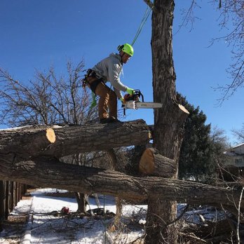 Arbor Nation - Tree Services Near Me Arbor Nation - Tree Services Near Me