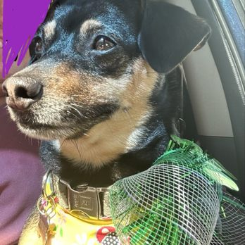 Pet Magic Groom & Board - A happy and clean dog after his bath. - Pet Groomers Near Me - Manteca, California Pet Magic Groom & Board - A happy and clean dog after his bath. - Pet Groomers Near Me - Manteca, California