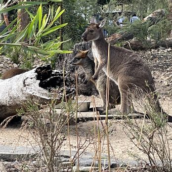 Taronga Zoo - Zoos Near Me - Mosman, NSW Taronga Zoo - Zoos Near Me - Mosman, NSW