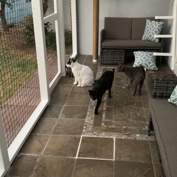 Catio Guy - Pet Services Near Me Catio Guy - Pet Services Near Me