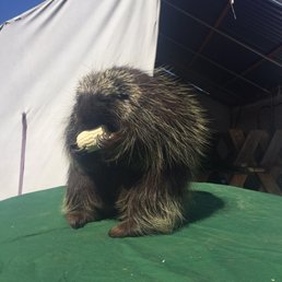 Porcupine eating a corn!