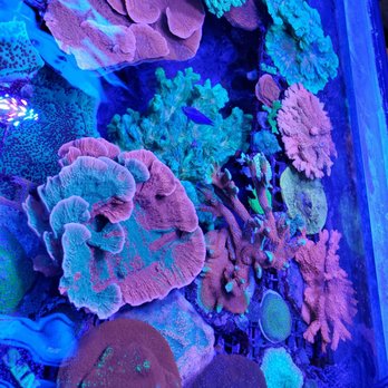 Ellis Aquatics - Local Fish Stores Near Me - Compton, California Ellis Aquatics - Local Fish Stores Near Me - Compton, California