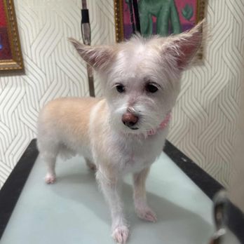Mimo - University Heights - Just done with grooming and ready to play! - Pet Groomers Near Me - San Diego, California Mimo - University Heights - Just done with grooming and ready to play! - Pet Groomers Near Me - San Diego, California